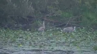 И опять вечерние журавлики