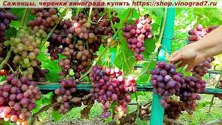 Парад сортов 27.07.24 г. виноград Памяти учителя, мой канал Рутуб https://rutube.ru/channel/24306856