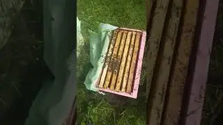 Как узнать есть ли матка в улье?)
