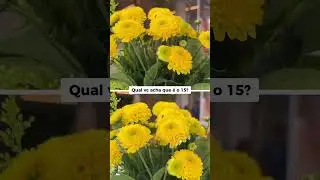 Iphone 15 VS Iphone 14 Qual câmera é melhor?