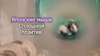 Домашние мыши