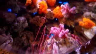 Подводный цветник 2019/03/19