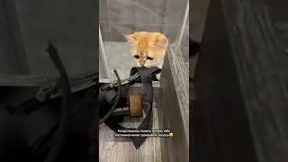 Кошка-воровка