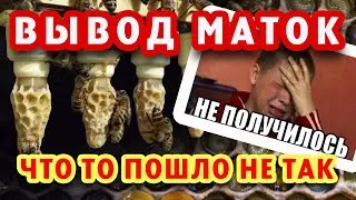 ПРВИВКА МАТОК НЕ УДАЛАСЬ(((