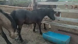 Встретились пони Маня и жеребец Осел