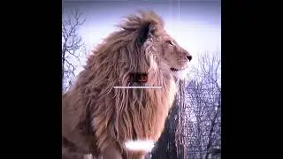 Пиковые версия животных 1 часть #животные #versus
