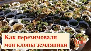 [100] Как перезимовали мои клоны земляники? Репортаж с полей. Продаю эти саженцы земляники