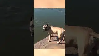 ПЁС - ВУНДЕРКИНД!!!!!!!!!!