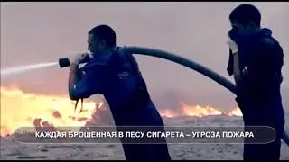 Причина лесного пожара - человек