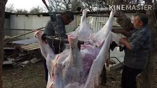 Забой двух Быков 14,15