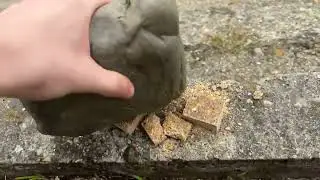 Обезьяна до того как стала известной...
