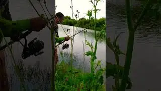 поклёвка карпа #shorts #рыбалка #carpfishing
