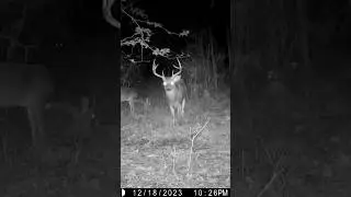 Natural Deer Scrape Trail Camera Videos 