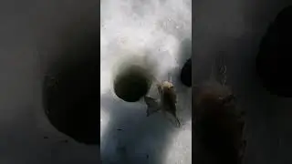 Бешеный жор у карася!