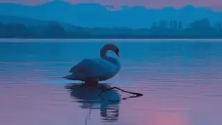 Красивый лебедь ( бесплатный футаж для шапки сайта)