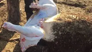 Забой быка 8