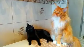 Мейн кун Степа и кот Тихон. Наблюдательный пункт.
