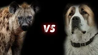 ГИЕНА против АЛАБАЯ ! КТО СИЛЬНЕЕ ?