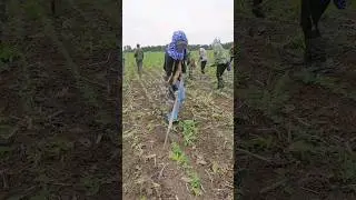 Soybean Thinning Skills 