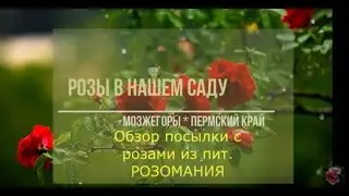 ✿➽  Обзор посылки с розами из питомника РОЗОМАНИЯ 🌺🌿сезон 2021🌺🌿