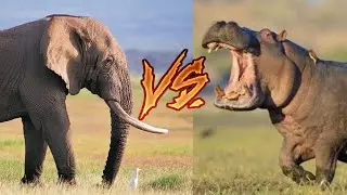 СЛОН VS БЕГЕМОТА:(КТО СИЛЬНЕЕ?)