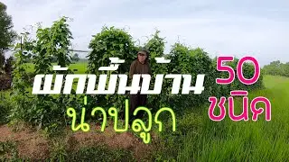 ผักพื้นบ้านน่าปลูก 50 ชนิด #โคกหนองนา นายโต้รุ่ง จ.บุรีรัมย์