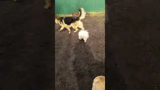 Утром на прогулке