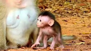 WALK .. WALK .. CATCH MILK ..!!