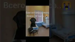 😰😰😰 #рекомендации #мем #видео #юмор #глобальныерекомендации #мемныекоты #кот #прикол #актив #cat#кот
