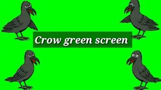 Crow green screen । flying crow । talking crow, bird flying, crow flying , no copyright ।।