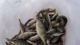 Рыбалка в Астрахани отдыхает. Окунь тв: видео, блесна, зима весна, пруд старгородской,  река Миасс