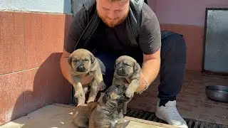 Rottweiler MARLA’NIN SON DURUMUNA ÇOK ŞAŞIRACAKSINIZ!