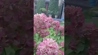 31.08.2024  Даймонд Руж метельчатая гортензия #гортензияметельчатая #даймондруж