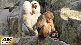 Im Berliner Zoo! Gefilmt mit der FZ2000 in 4K