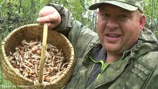 Крутая тихая охота в лесу! Сибирские опята.
