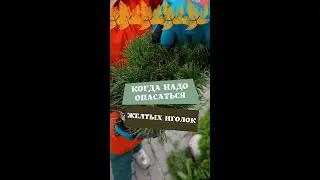 Когда надо опасаться желтых иголок на хвойных