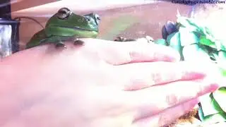 Round Frog is feeling BITEY tonight!