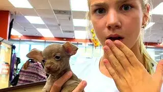 Необычный ШОППИНГ  КУПЯТ ЛИ МНЕ СОБАКУ?