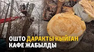 Ошто даракты кыйган кафе жабылды