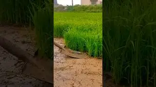 Rice Seedlings 