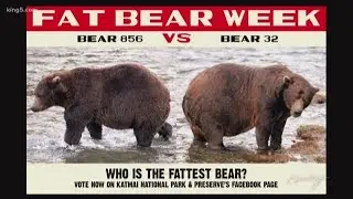 Fat Bear Week - That's A Thing!?
