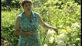 Сад для души - выращивание гортензии. Урожайные грядки.