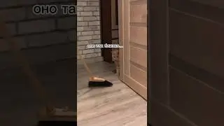 #котики