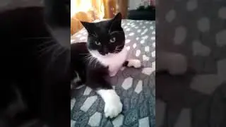 😻 случайная история про киску