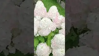 #розаэшли#гортензии#цветы