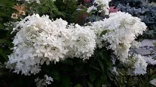 ✿➽  Розы, гортензии. 🌺🌿 Утро в саду 🌺🌿 Август 2020
