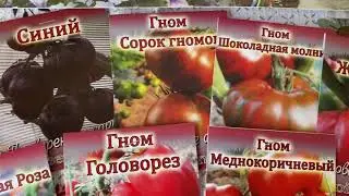Получила семена томатов лучших сортов Эти томаты от Медведевых искала давно
