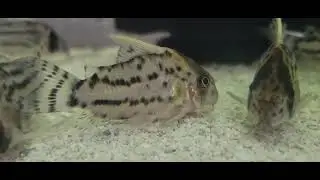 Corydoras and other breeding projects - Keystone Clash Video