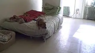 June 14 2009 Toby in Bed 1