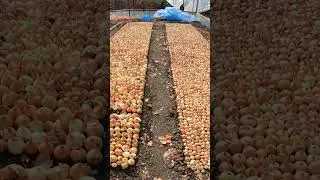 лук на перо начало сезона.